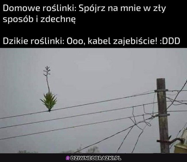 kiedy chcesz coś wyhodować