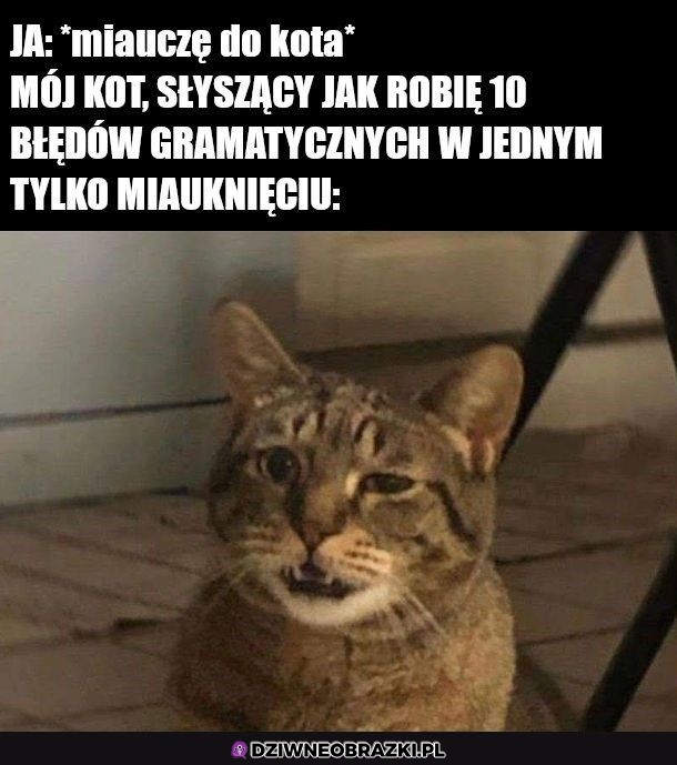 Kiedy miauczę do kota