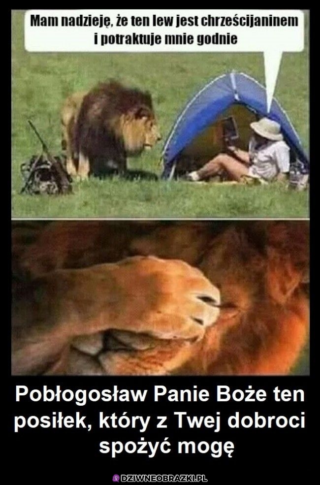 Wierzący lew