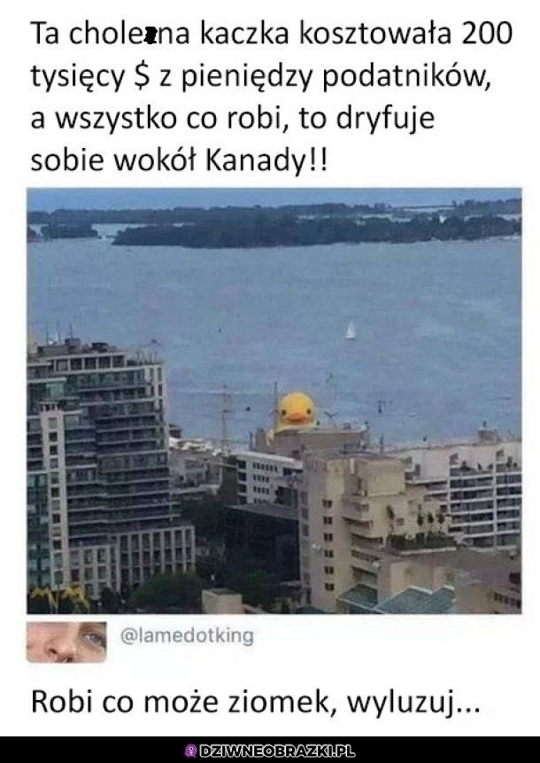 Kaczka w Kanadzie