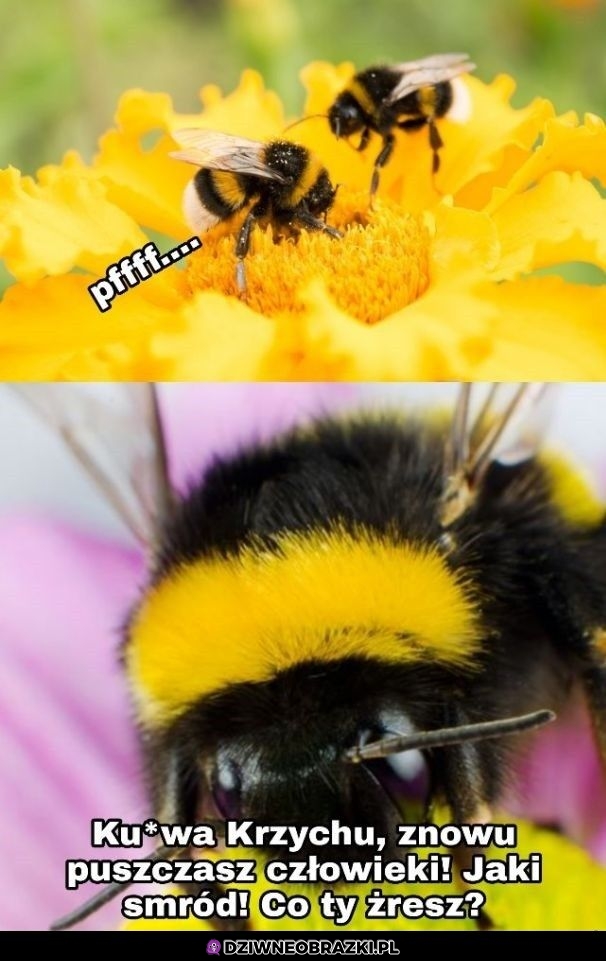 Krzychu jak możesz