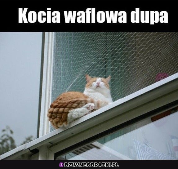 Kocia dupka