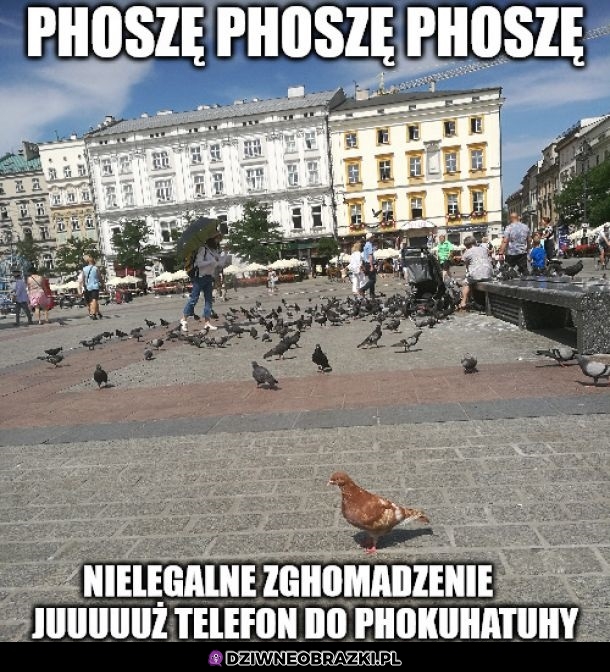 Rudy czuwa