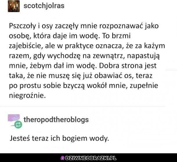 Pszczoły i osy