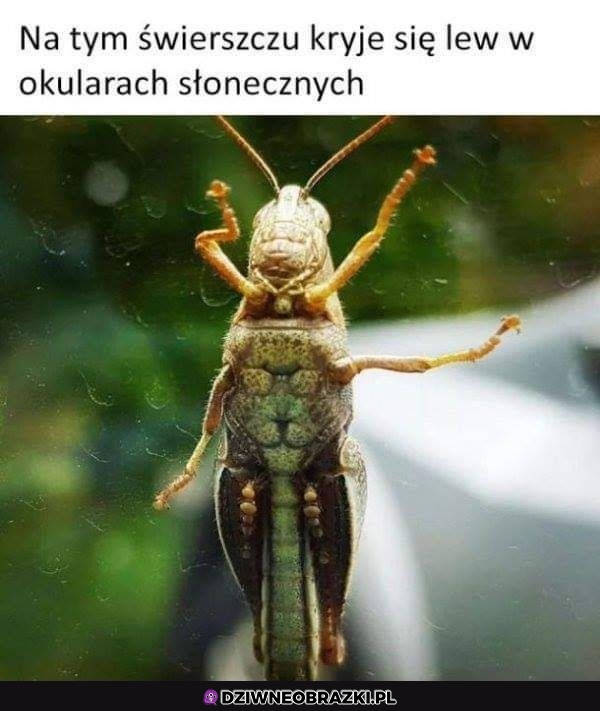 Ukryty lew