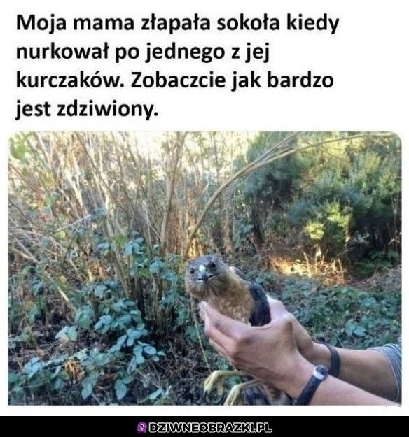 Nie ma takiego zżerania kurczaków