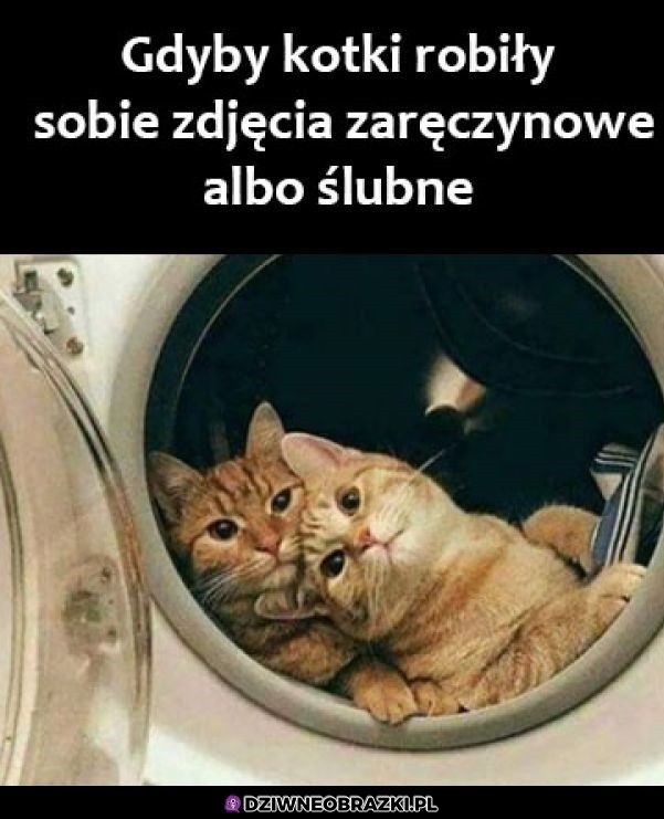 Kocie fotki