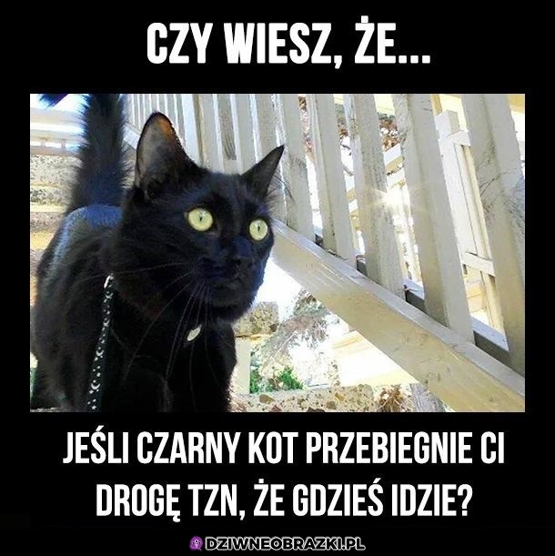 Ciekawostka