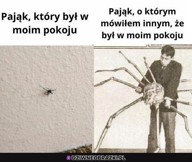 Kiedy masz pająka w pokoju