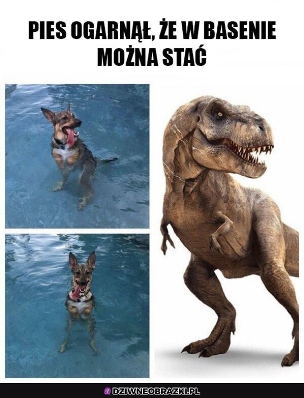 Psirex