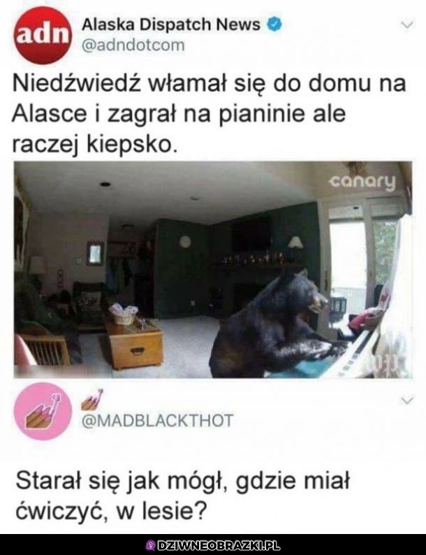 Niedźwiedź