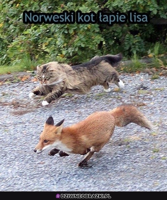 Kozak kitku