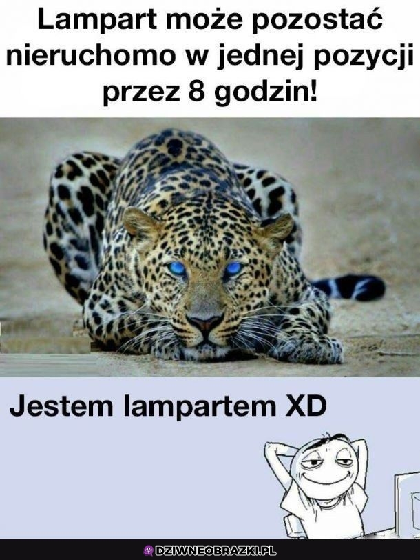 Lampart