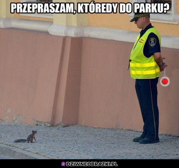 Przepraszam panie władzo