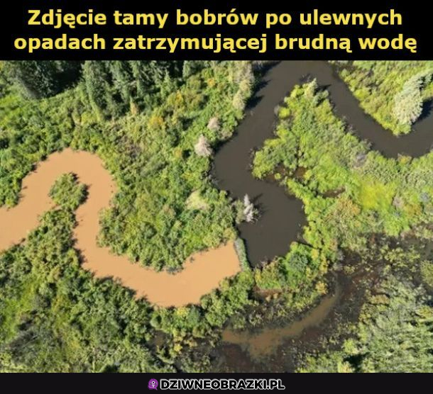Kochajcie bobry