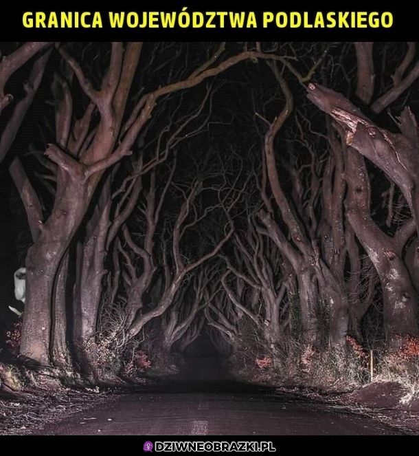Wygląda sympatycznie