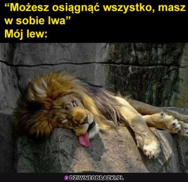 Lew zgon, ale lew! 