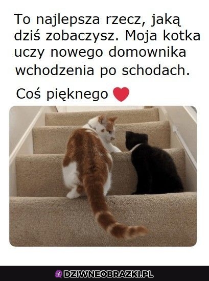 Aw