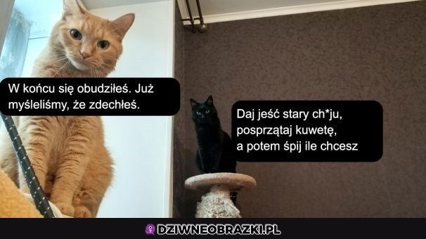 Wreszcie wstałeś