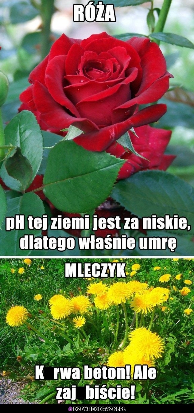 Różnica