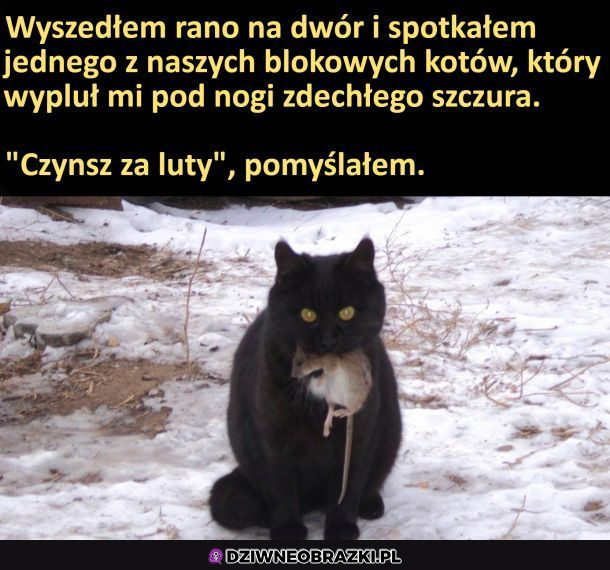 Koci czynsz