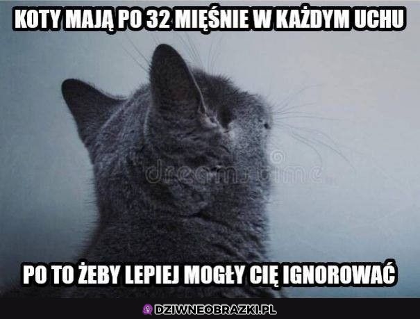 Kocie mięśnie ucha