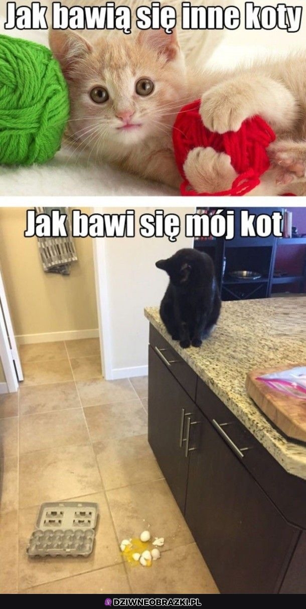 Kocie zabawy