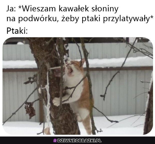 Dziwny ptaszek