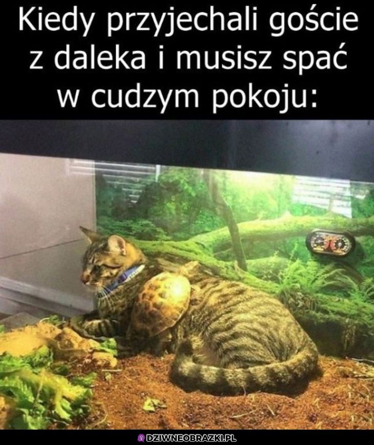 Kiedy wpadną do Was goście na noc