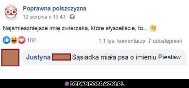 Imię dla zwierzaka