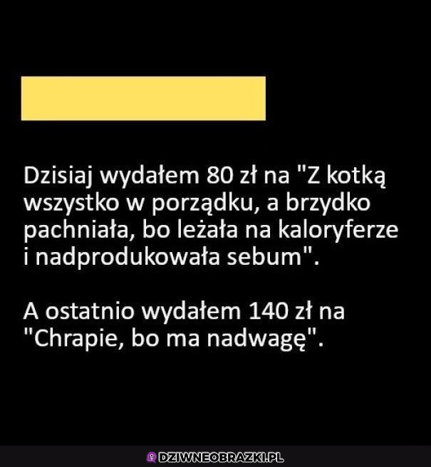 Życie z kotem tak wygląda