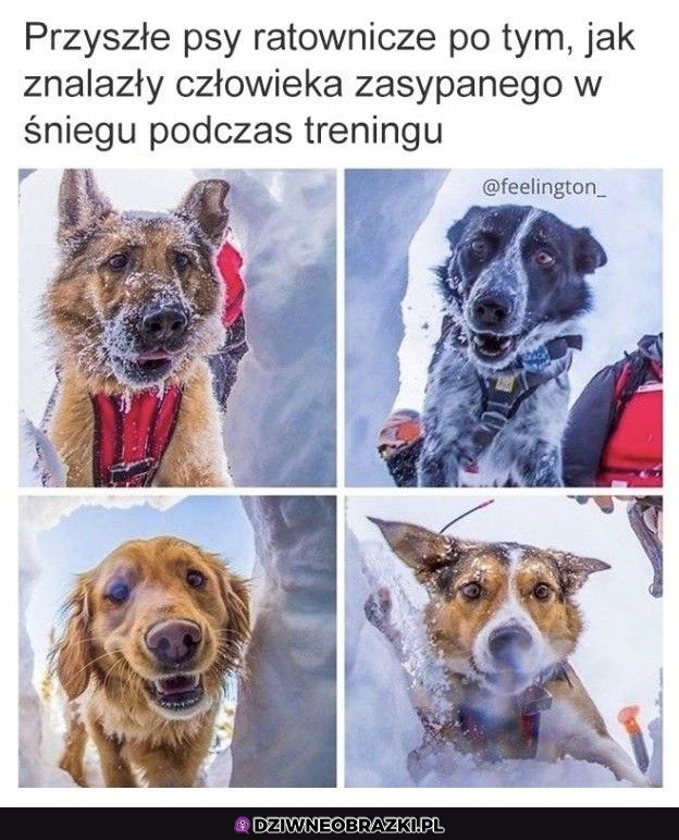 Nie zasługujemy na psy