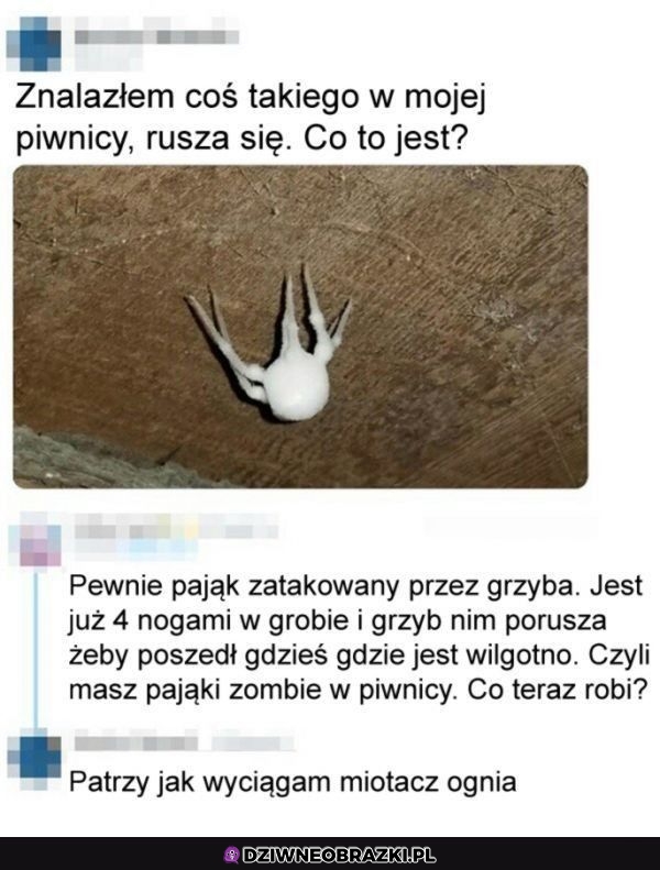 Właśnie to robi