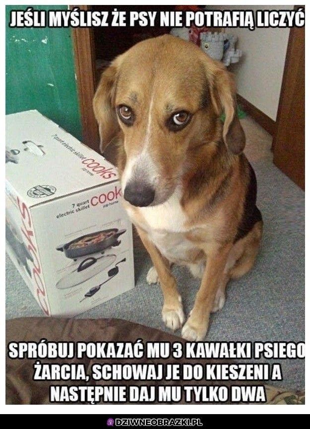 Liczą doskonale