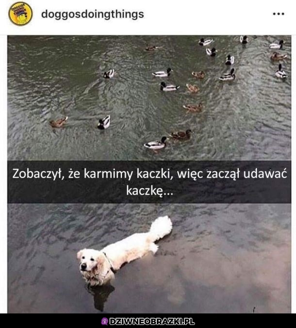 Pieseł