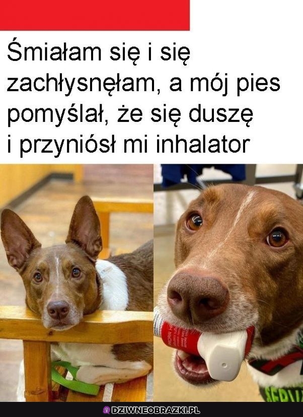 Najlepszy piesek