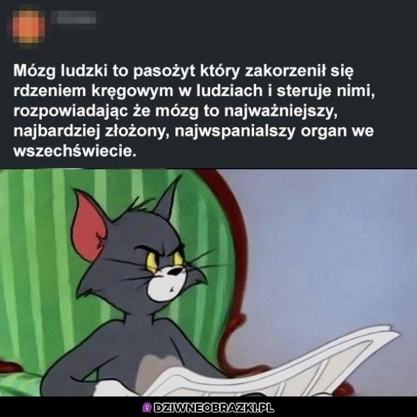 Brzmi sensownie