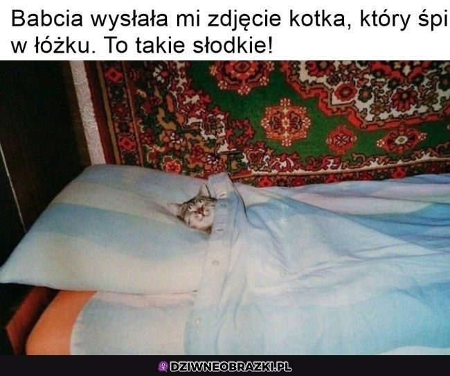 Słodkie kitku