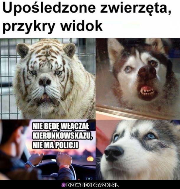Upośledzone zwierzęta