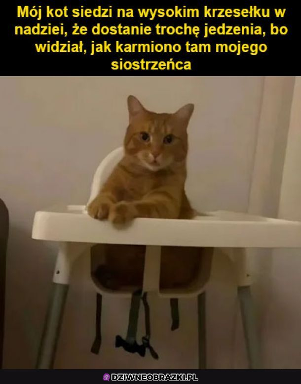 Kot się nauczył