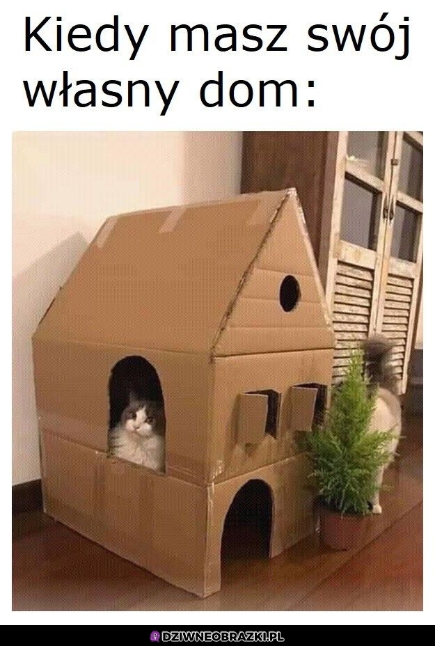 Bogaty koteł
