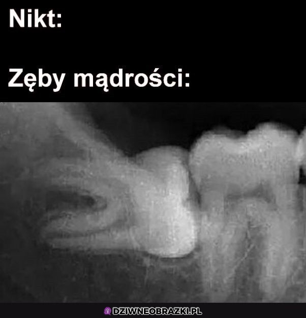 Super zęby