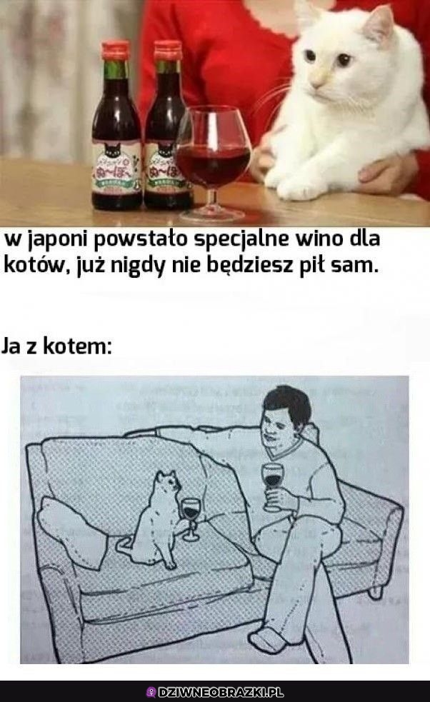Wino dla kotów
