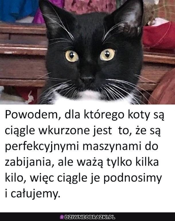 Dlatego są wkurzone