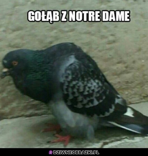Garbaty jaszczomp