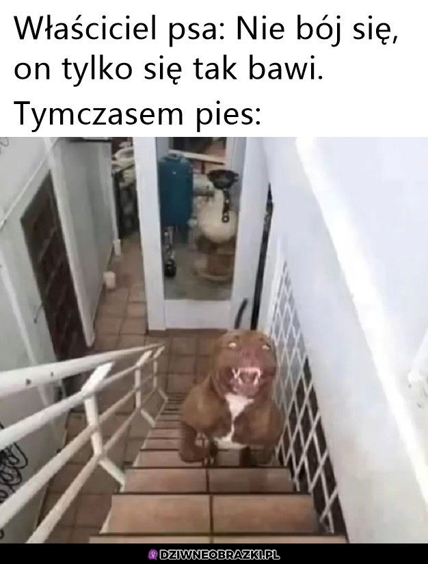 Tylko się tak bawi