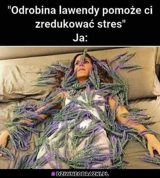 Lawenda