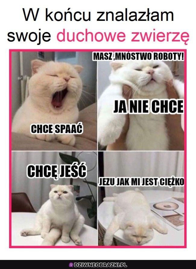 Moje duchowe zwierzę