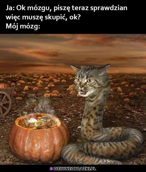 Dzięki mózgu
