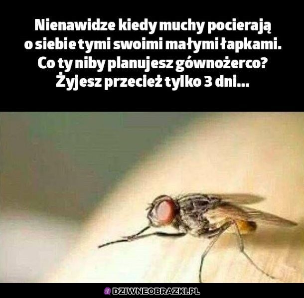 Muchy coś knują